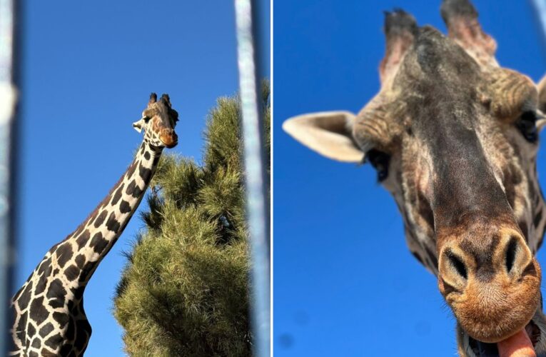 Jirafa Benito llega a Africam Safari tras un largo viaje