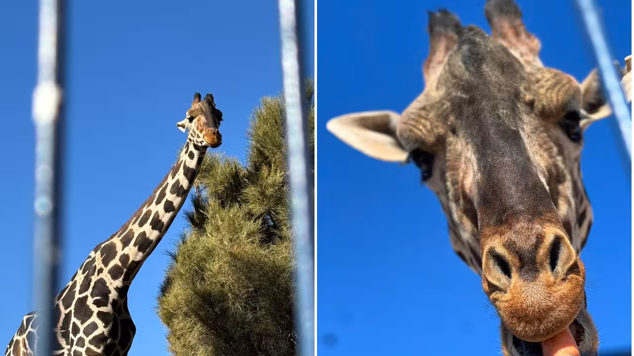 Jirafa Benito llega a Africam Safari tras un largo viaje