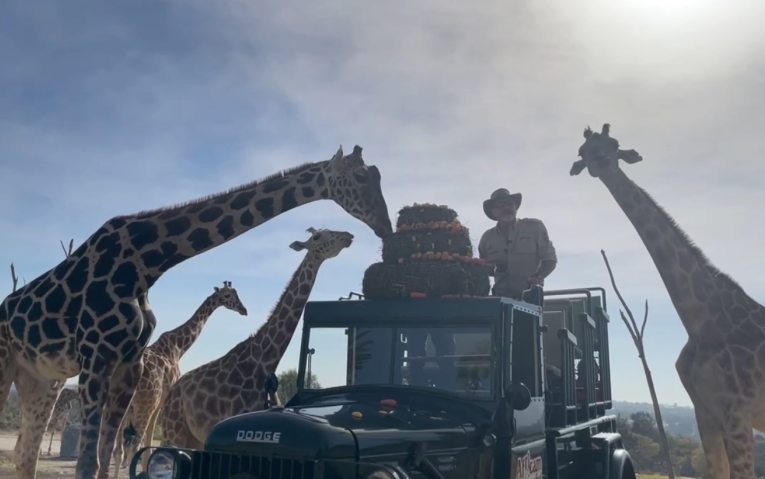 Benito, la jirafa rescatada, se une oficialmente a su nueva familia en Africam Safari