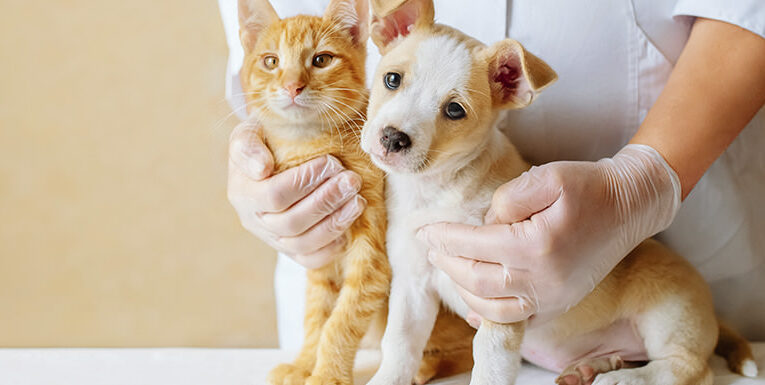 Esterilización Masiva, un grupo de veterinarios comprometidos con evitar la sobrepoblación de perros y gatos, ofrecerán su trabajo de forma gratuita en San Martín de las Pirámides, Estado de México