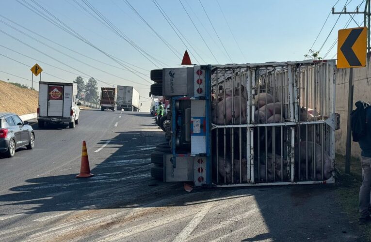 Vuelca tráiler que transportaba cerditos en el Circuito Exterior Mexiquense