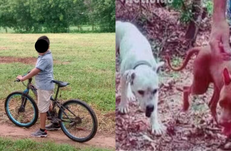 Niño habría perdido su ojo tras ataque de perros en Pochutla, Oaxaca