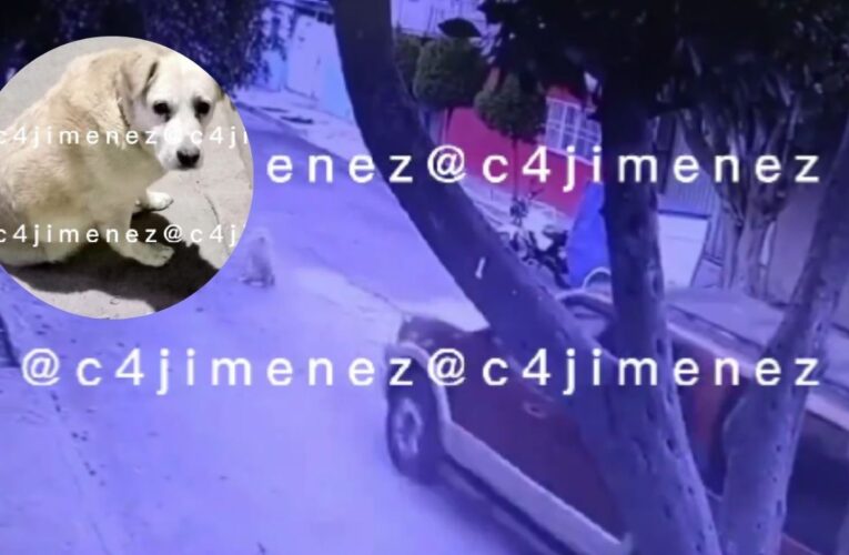 Captan en video a conductor que huye tras atropellar a una perrita en Nezahualcóyotl