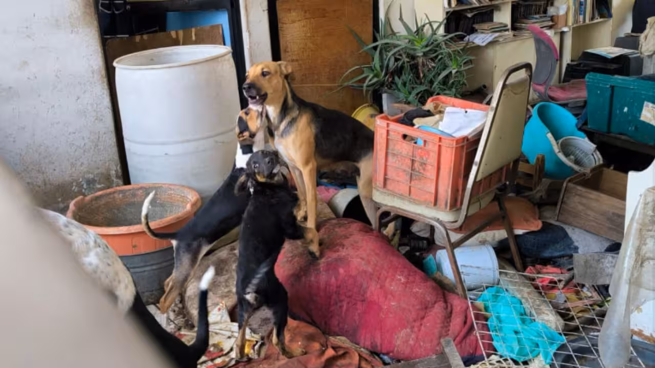 Rescatan a 9 perritos en condiciones deplorables en la Gustavo A. Madero