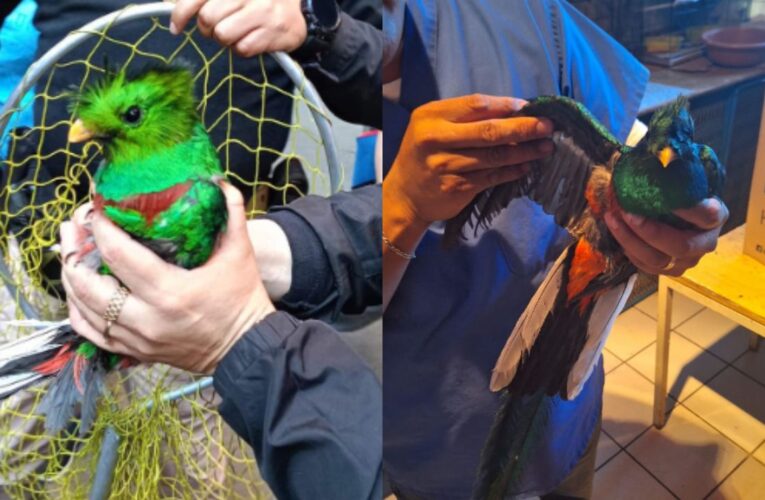 Rescatan a Quetzal en la colonia Santa María la Ribera de la Cuauhtémoc