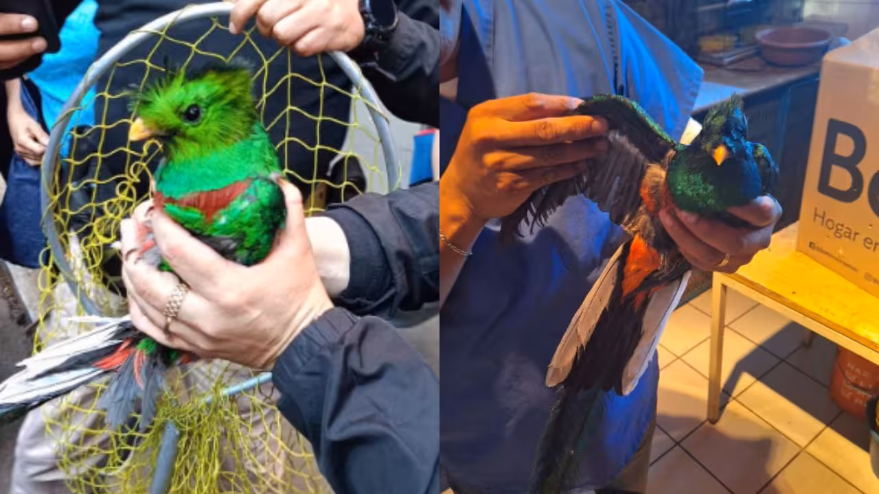 Rescatan a Quetzal en la colonia Santa María la Ribera de la Cuauhtémoc