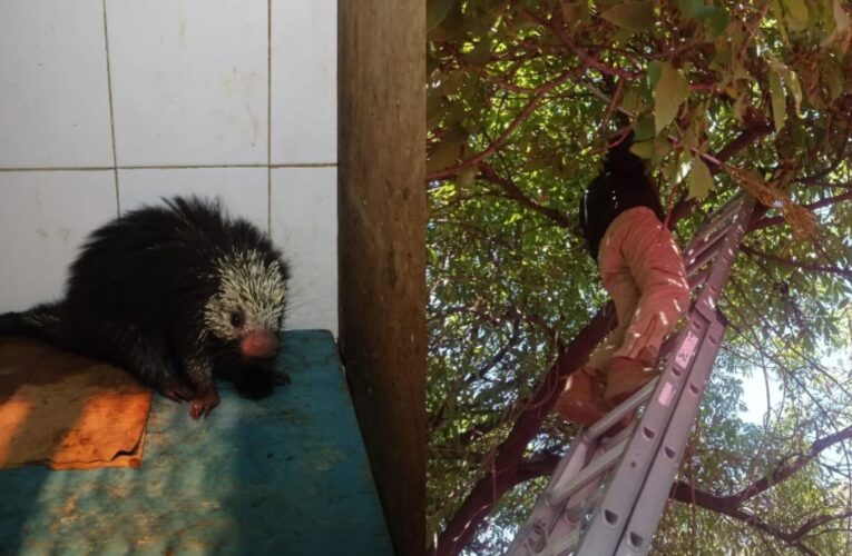 Rescatan a puercoespín atrapado en la copa de un árbol en la Venustiano Carranza