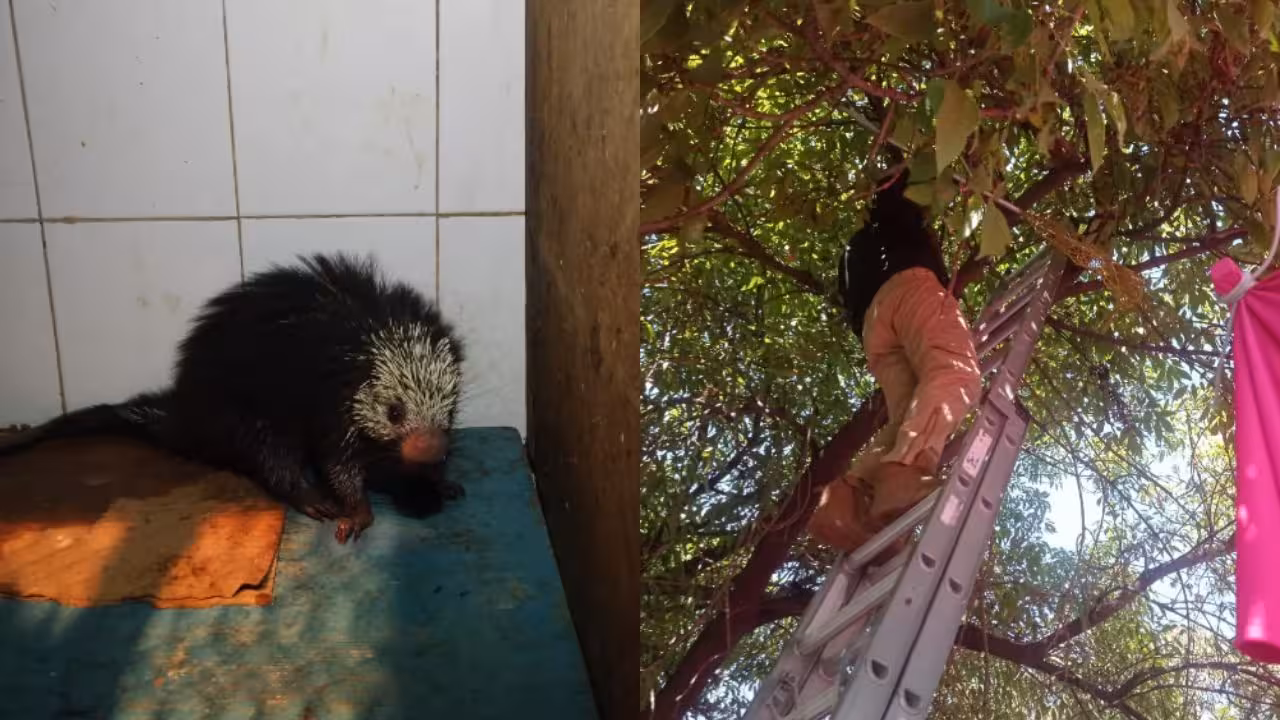 Rescatan a puercoespín atrapado en la copa de un árbol en la Venustiano Carranza
