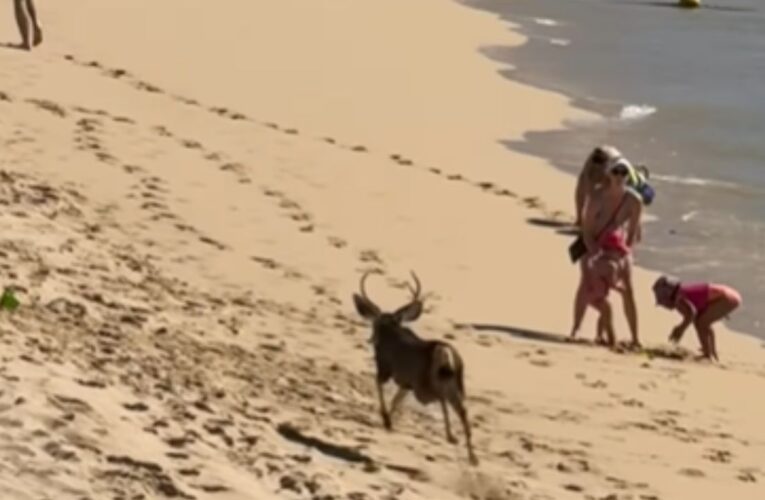 Un venado sorprende a turistas en playa de Cabo San Lucas