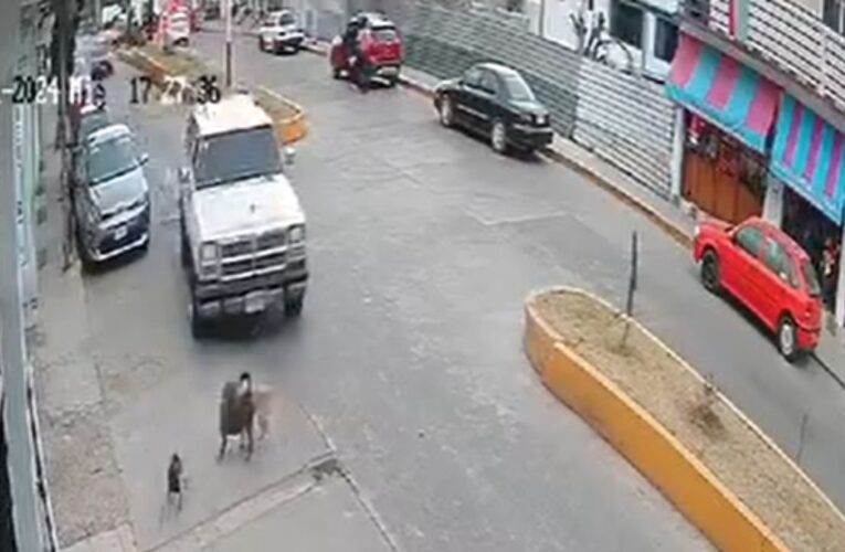 Automovilista arrolla a perrito a propósito en Jilotepec