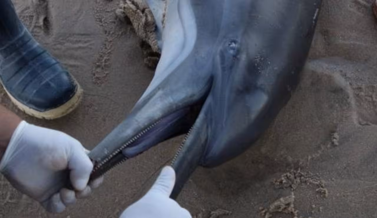 Hallan 28 delfines muertos en hogar de la vaquita marina en Baja California