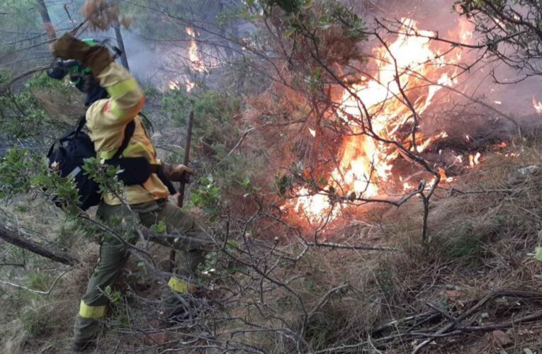 Investigan si incendios forestales son provocados, señala López Obrador