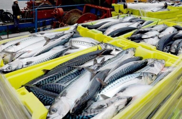 ¡Bara bara! A 25 pesos el kilo, este es el pescado más económico para consumir en Semana Santa