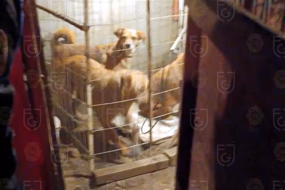 RESCANTAN 40 ANIMALITOS HACINADOS EN INMUEBLE DE LA ALCALDÍA XOCHIMILCO