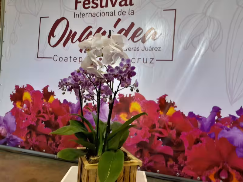 ADO INVITA A DISFRUTAR EL FESTIVAL INTERNACIONAL DE LA ORQUÍDEA COATEPEC 2024