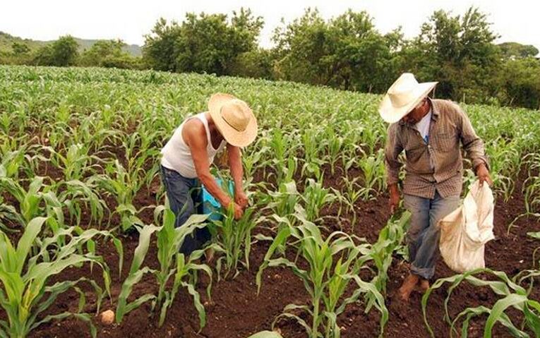 Agrónomos, campesinos, jornaleros y agricultores son afectados por política agropecuaria fallida, asegura líder campesino