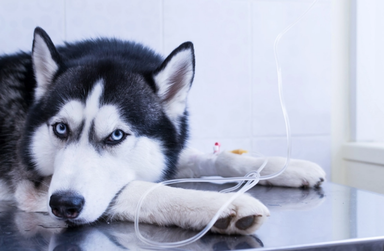 Crean vacuna contra cáncer de perros y es muy probable que se pueda desarrollar una para humanos