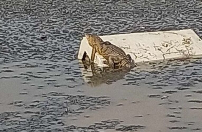 Avistan cocodrilo en laguna de Cuautitlán Izcalli, Edomex