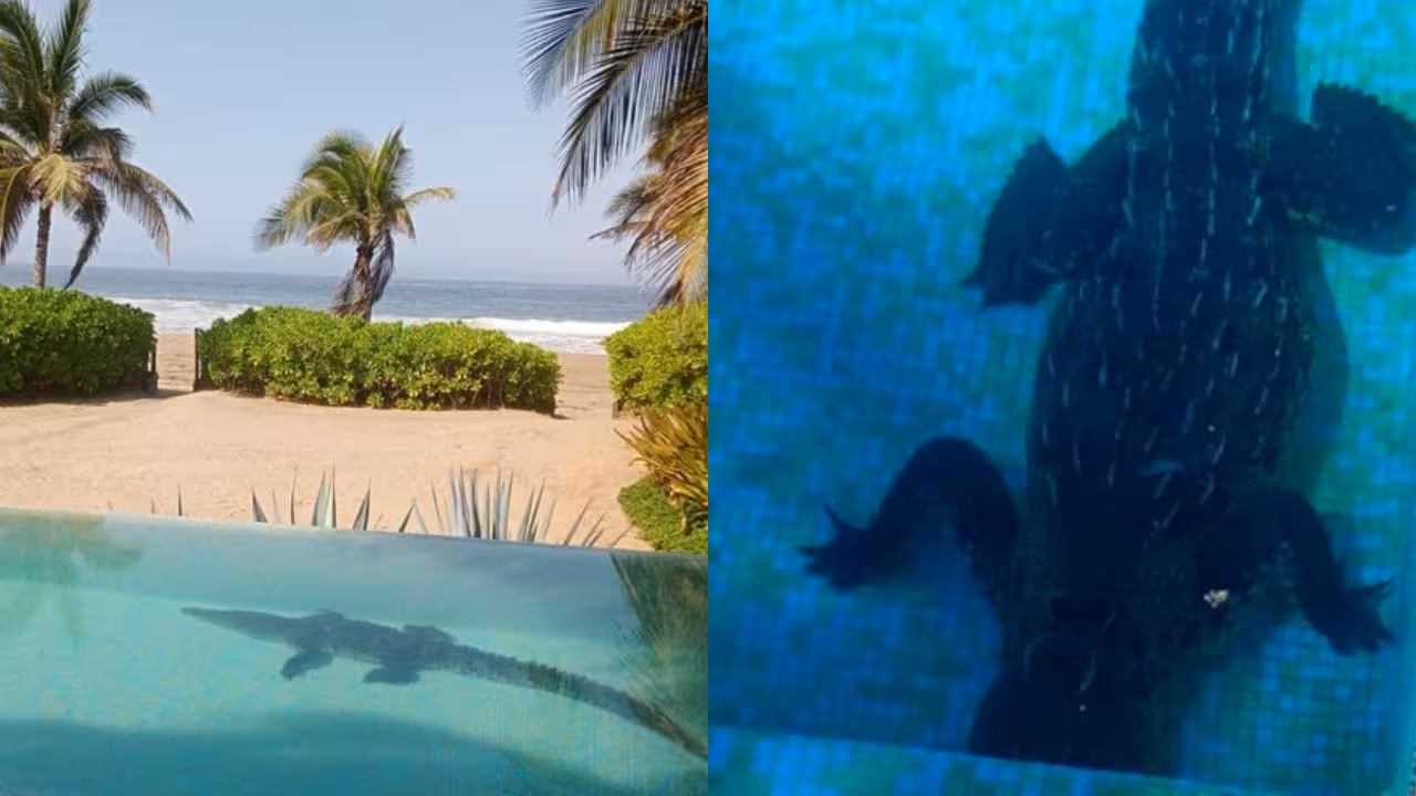 Sorprende cocodrilo dentro de la alberca de unas villas turísticas en Zihuatanejo