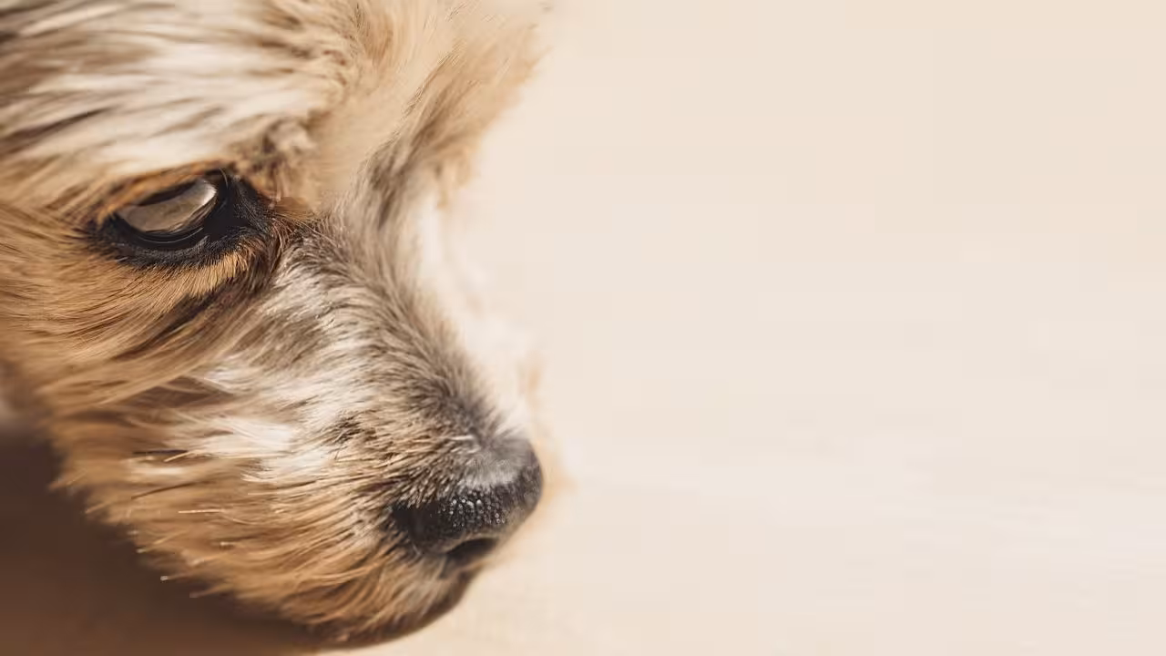 Alerta en Tepetlixpa, Edomex: reportan al menos 18 perritos envenenados, 8 muertos