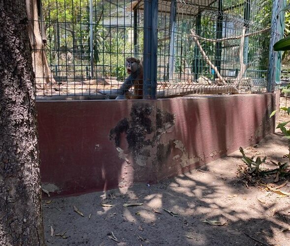 Profepa asegura todos los animales del parque Ecoparc en Colima