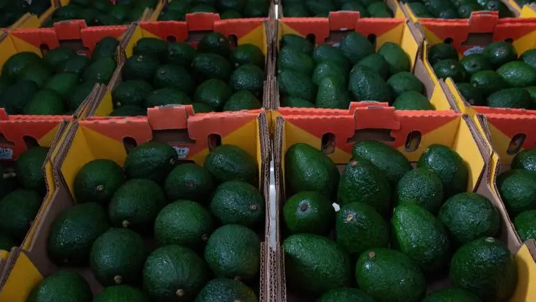 Balanza agro registra superávit de mil 492 millones de dólares
