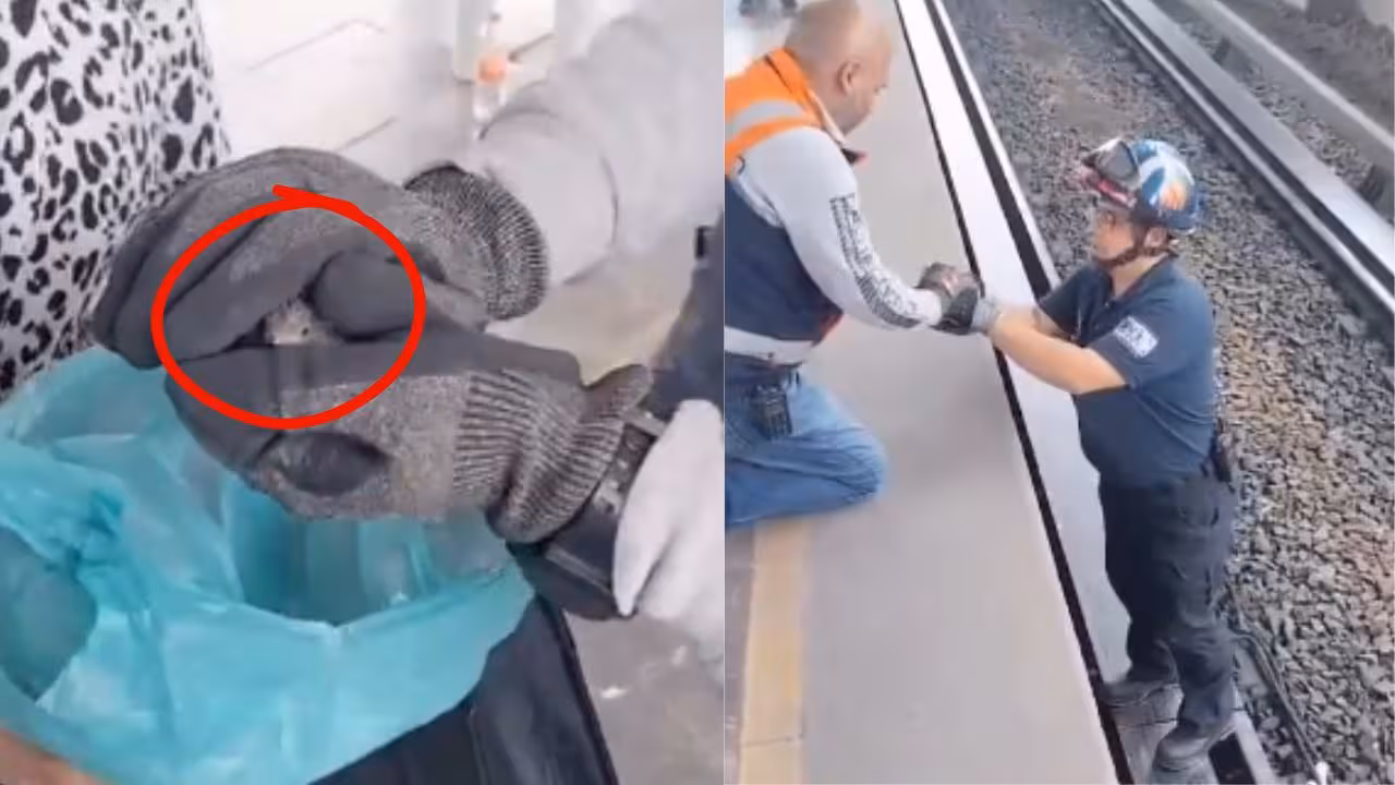 Ave cae a las vías del Metro y detienen el servicio en la Línea B