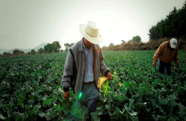 En riesgo soberanía alimentaria si no hay rescate al campo, advierten productores campesinos