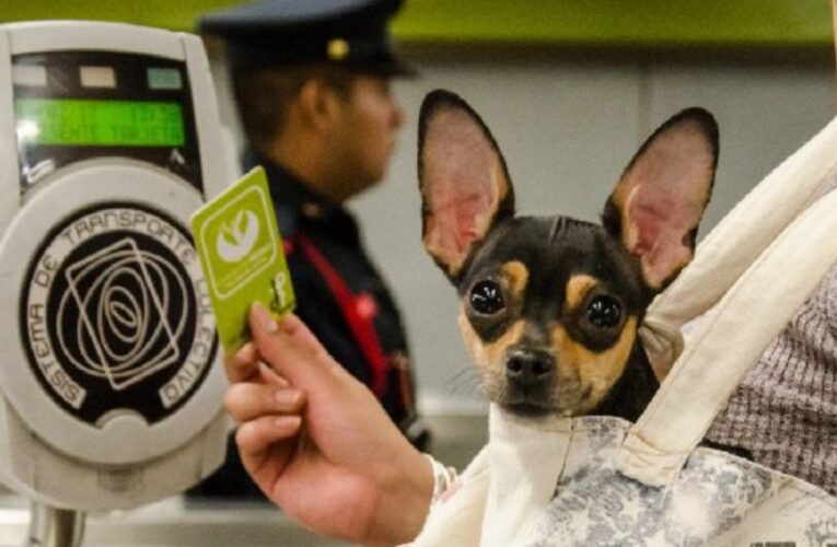 Mascotas pueden viajar en el Metro de CDMX… pero con restricciones