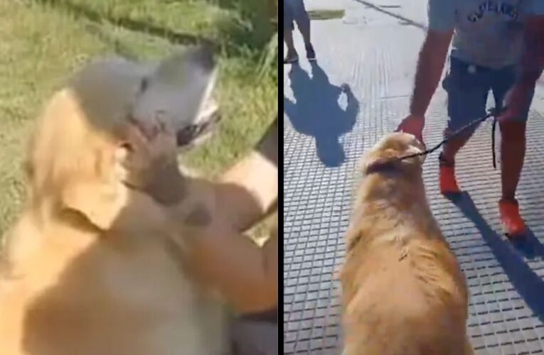 Rescatan a un golden retriever, de ser “la cena” de su dueña en Argentina