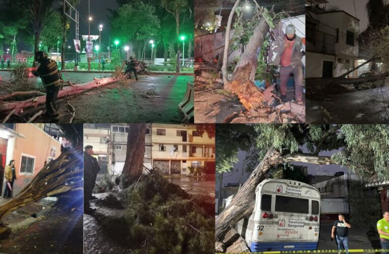 Tormenta eléctrica en CDMX: fuertes vientos y lluvia dejan 21 árboles caídos