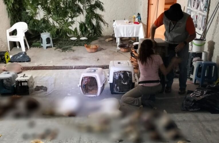 Aseguran casa de santería donde practicaban sacrificios de animales en Naucalpan