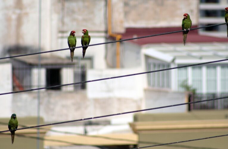 Aves caen muertas por altas temperaturas en Tamaulipas y San Luis Potosí