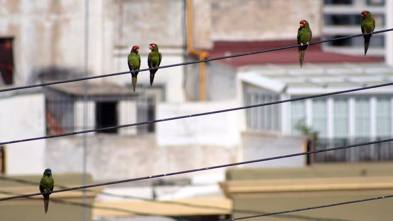Aves caen muertas por altas temperaturas en Tamaulipas y San Luis Potosí