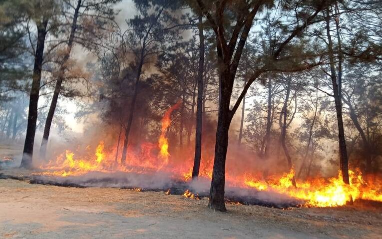 Datos oficiales de la CONAFOR indican el registro de 213 incendios forestales en lo que va del año, a causa de la fuerte sequía