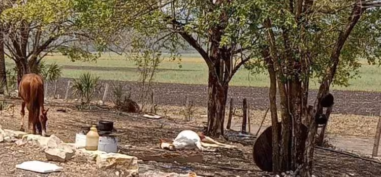 La fauna silvestre está resintiendo los estragos del intenso calor que afecta al territorio nacional