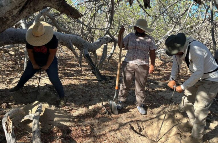 Localizan 13 fosas y 10 cuerpos en una semana en BCS