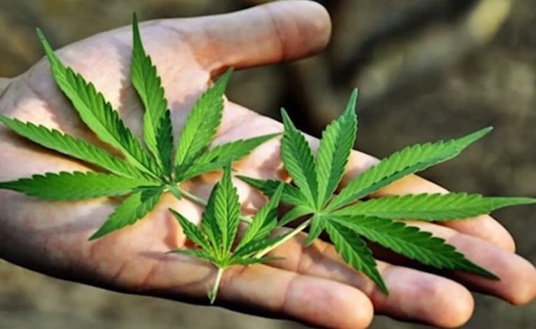 La mariguana llegó al continente americano a través de México, producto del comercio con los países asiáticos