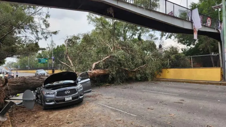 Fuertes vientos tiran un árbol y este aplasta un auto en Río Churubusco