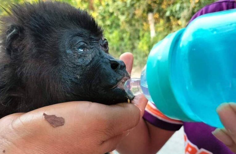 Semarnat implementa rescate de monos en Tabasco y Chiapas por ola de calor