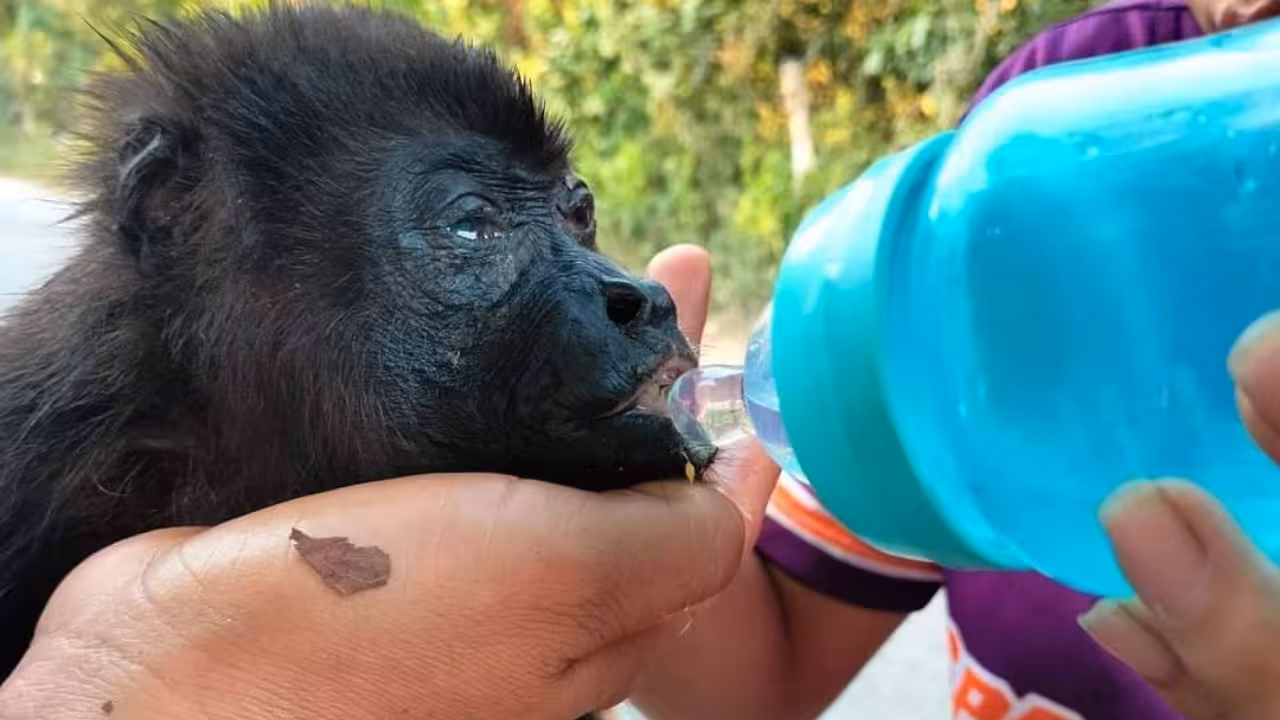 Semarnat implementa rescate de monos en Tabasco y Chiapas por ola de calor