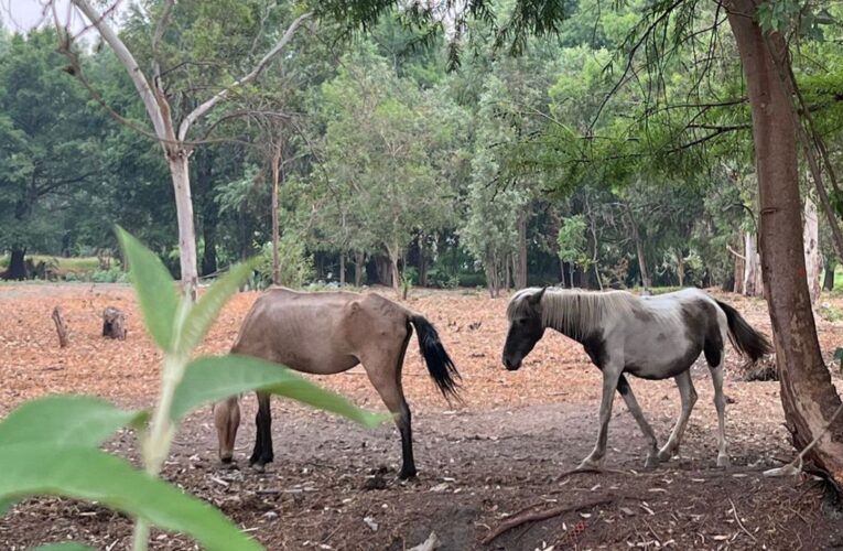 Rescatan a 2 yeguas y 3 gatitos que vivían en malas condiciones en Xochimilco