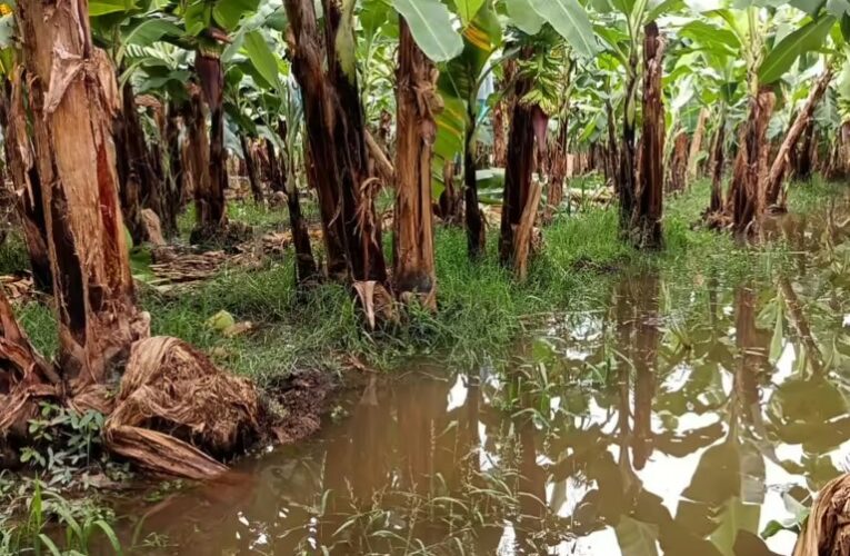 Agricultores de Chiapas urgen declarar zona de desastre por Alberto