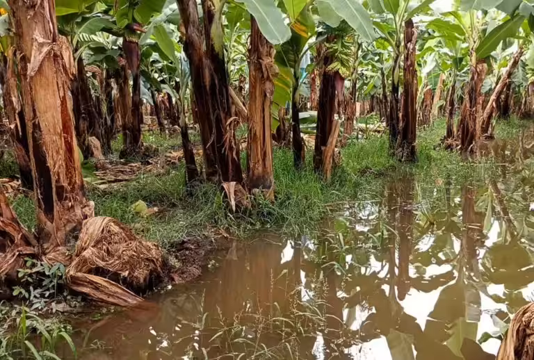 Agricultores de Chiapas urgen declarar zona de desastre por Alberto