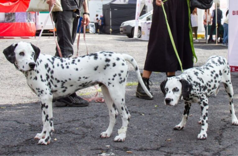 Crean padrón de paseadores de perros en la CDMX