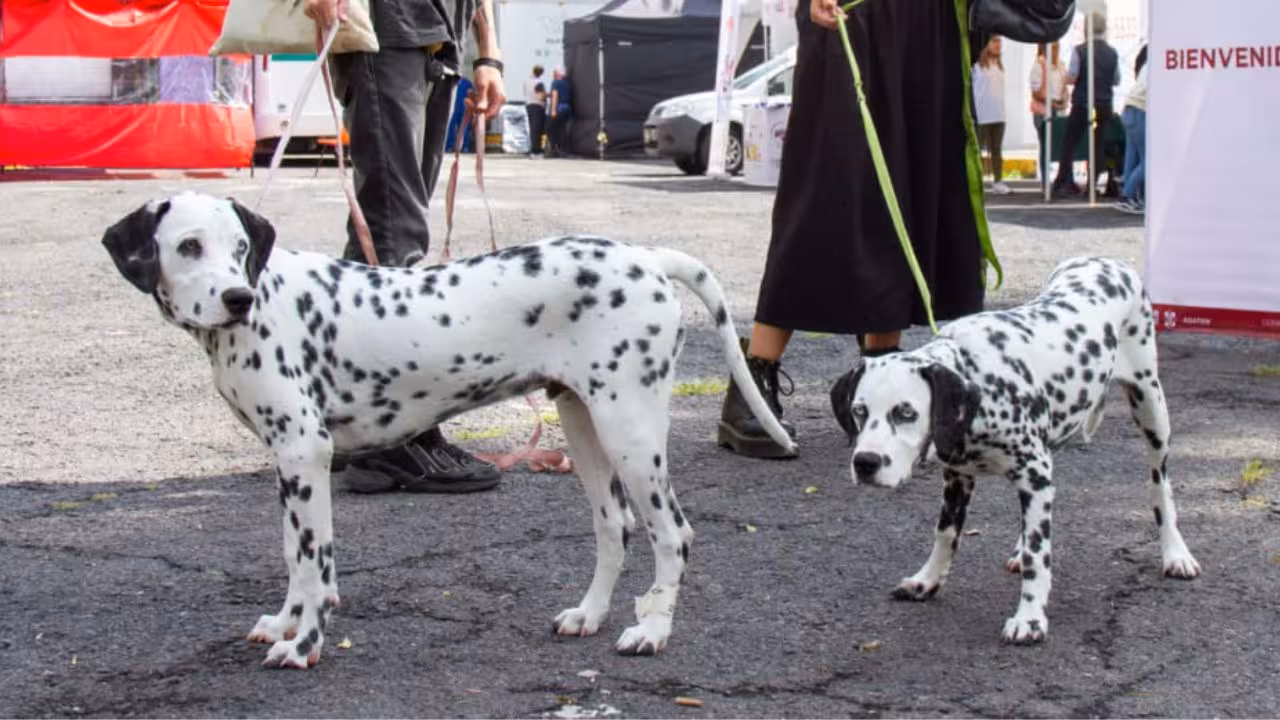 Crean padrón de paseadores de perros en la CDMX