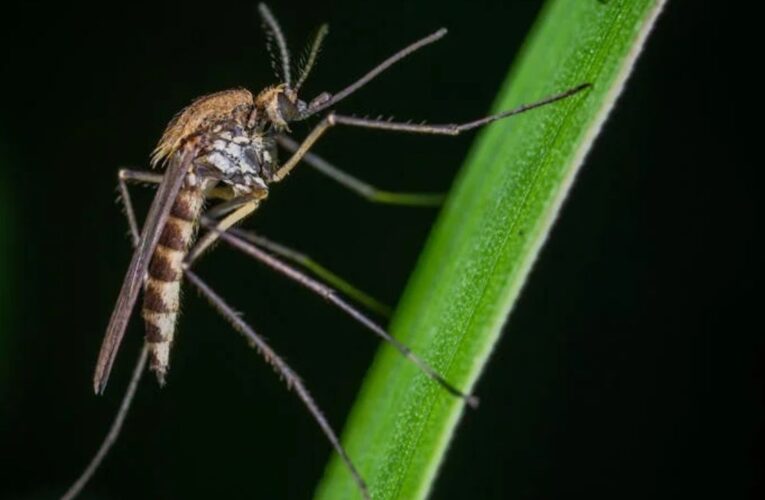 Con “Mosquitos Buenos” combaten dengue, zika y chikungunya en Yucatán