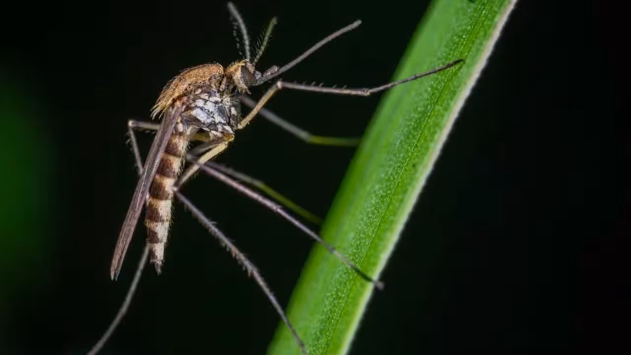 Con “Mosquitos Buenos” combaten dengue, zika y chikungunya en Yucatán