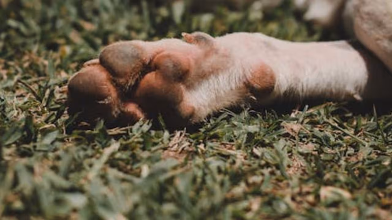 Investigan envenenamiento masivo de perritos en Talpa, Jalisco