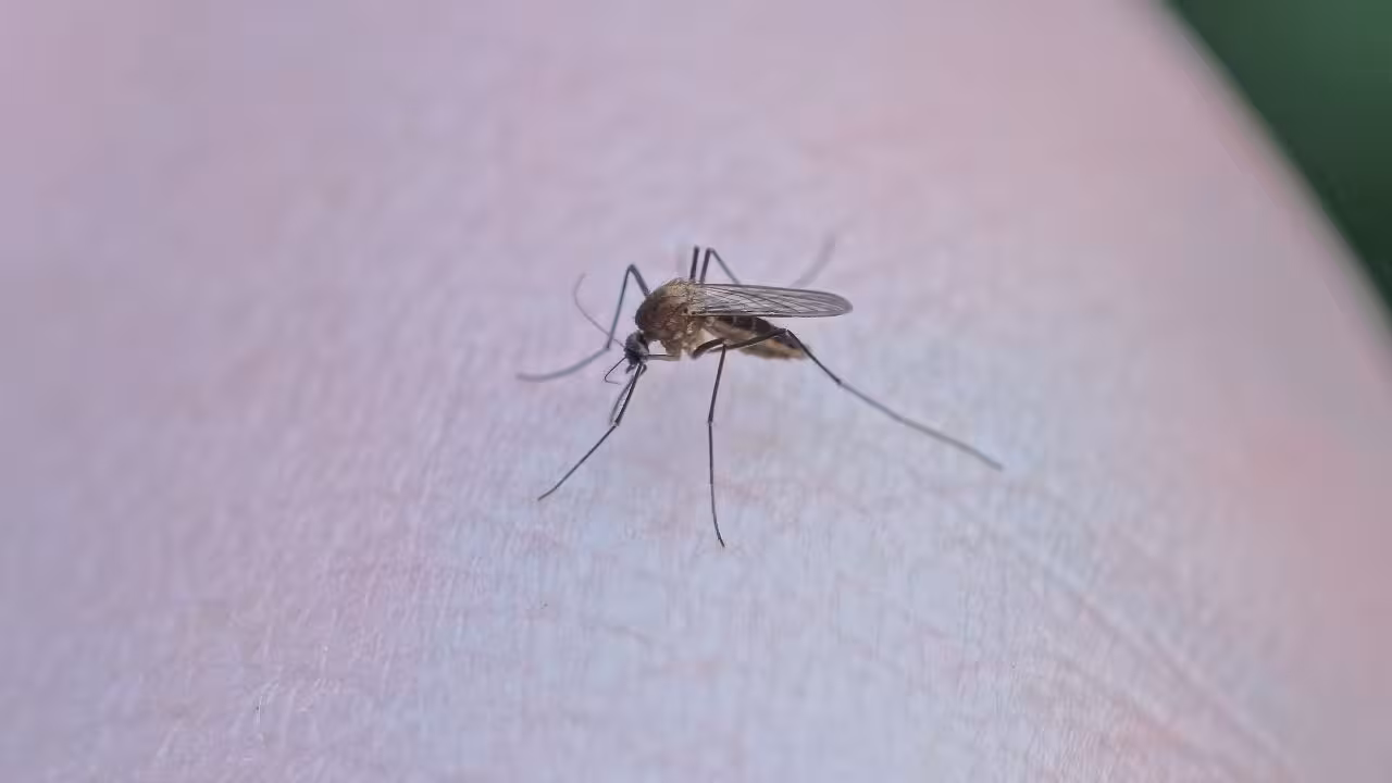 Casos de dengue en Edomex aumentan 128% en tres semanas
